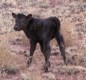 cow calves